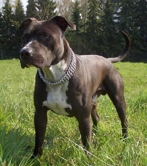 Staffordshire Terrier Foto